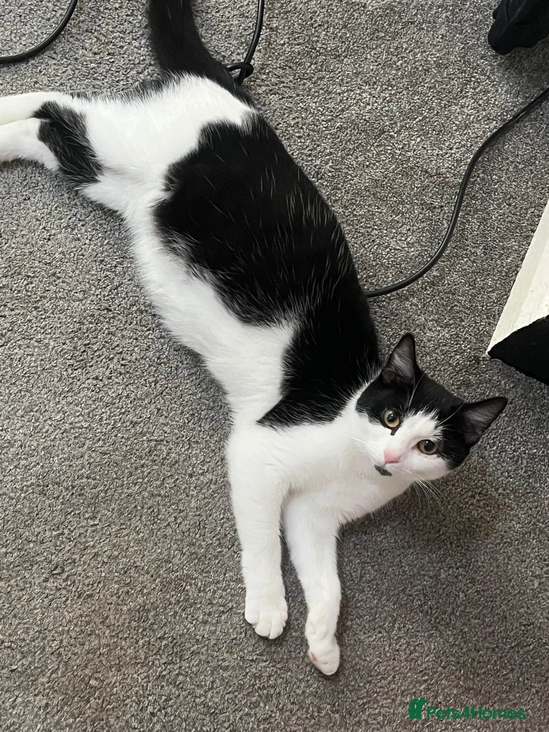 Domestic Shorthair cats for sale: 4 beautiful domestic shorthair kittens available💕 - Advert 1