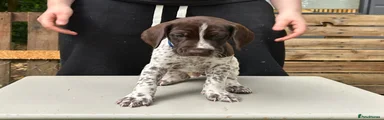 German Shorthaired Pointer 2
