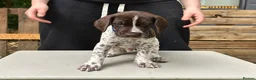 German Shorthaired Pointer dogs for sale: KC Reg GSP Pups (5 LEFT!) - Advert 29