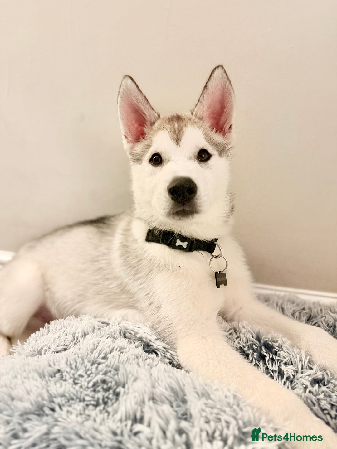 Siberian Husky dogs for sale: Male Siberian Husky  - Advert 4