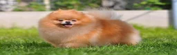 Pomeranian dogs for sale: Show quality potential puppies  - Advert 6