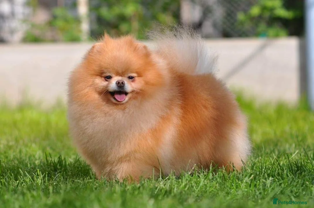 Pomeranian dogs for sale: Show quality potential puppies  - Advert 6