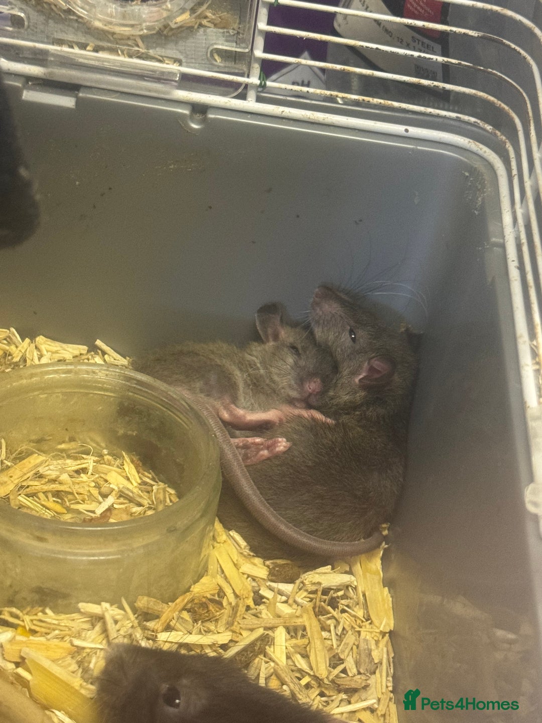 Rat rodents for sale: Rescue Baby Rats - Image 7