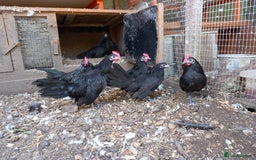 Chickens poultry for sale: Dutch Bantam Chickens - Image 1