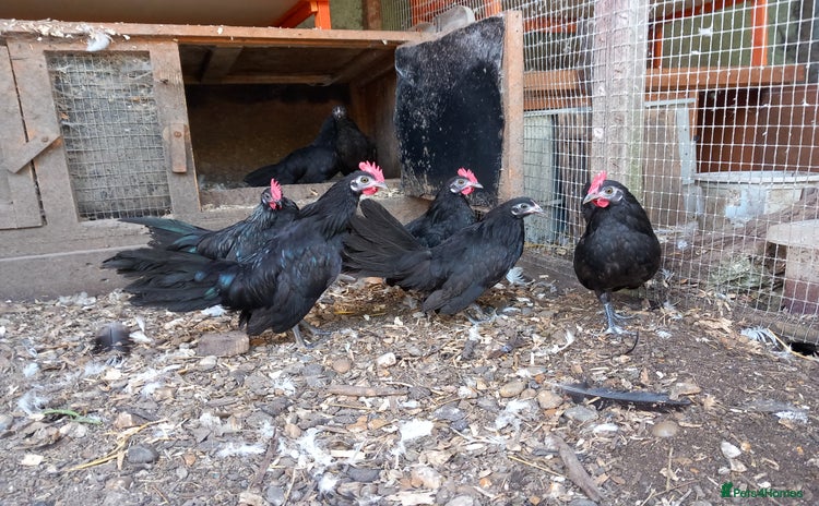 Chickens poultry - Advert 10