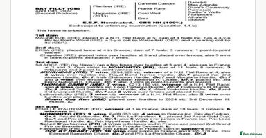 English Thoroughbred horses - Advert 1