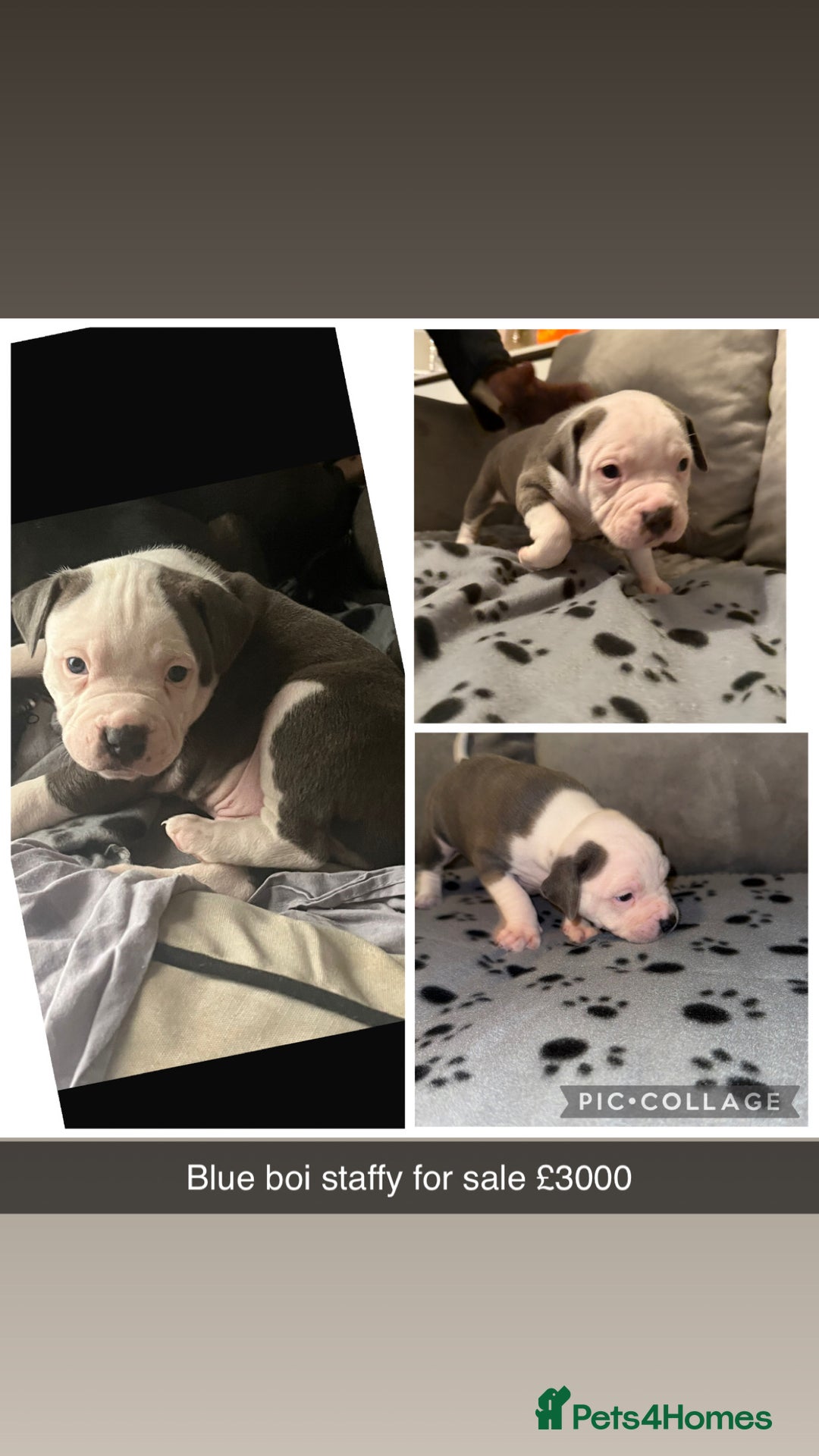 Staffordshire Bull Terrier dogs for sale: Chunky Staffordshire bull terrier puppies for sale - Image 12