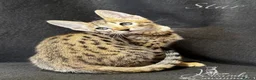 Savannah cats for sale: Excellent Quality Tica Registered Purebred kittens - Advert 10