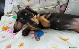 Miniature Dachshund dogs for sale: Shorthaired Minature Daschunds READY TO LEAVE NOW - Image 11