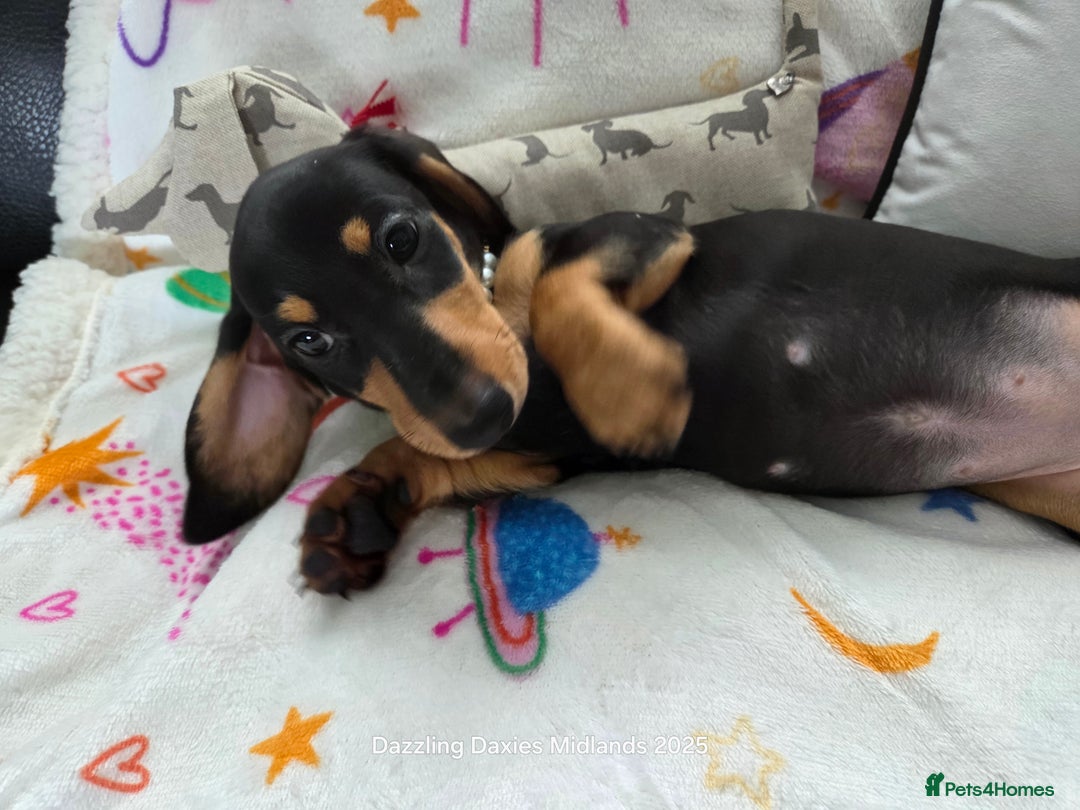Miniature Dachshund dogs for sale: Shorthaired Minature Daschunds READY TO LEAVE NOW - Image 11