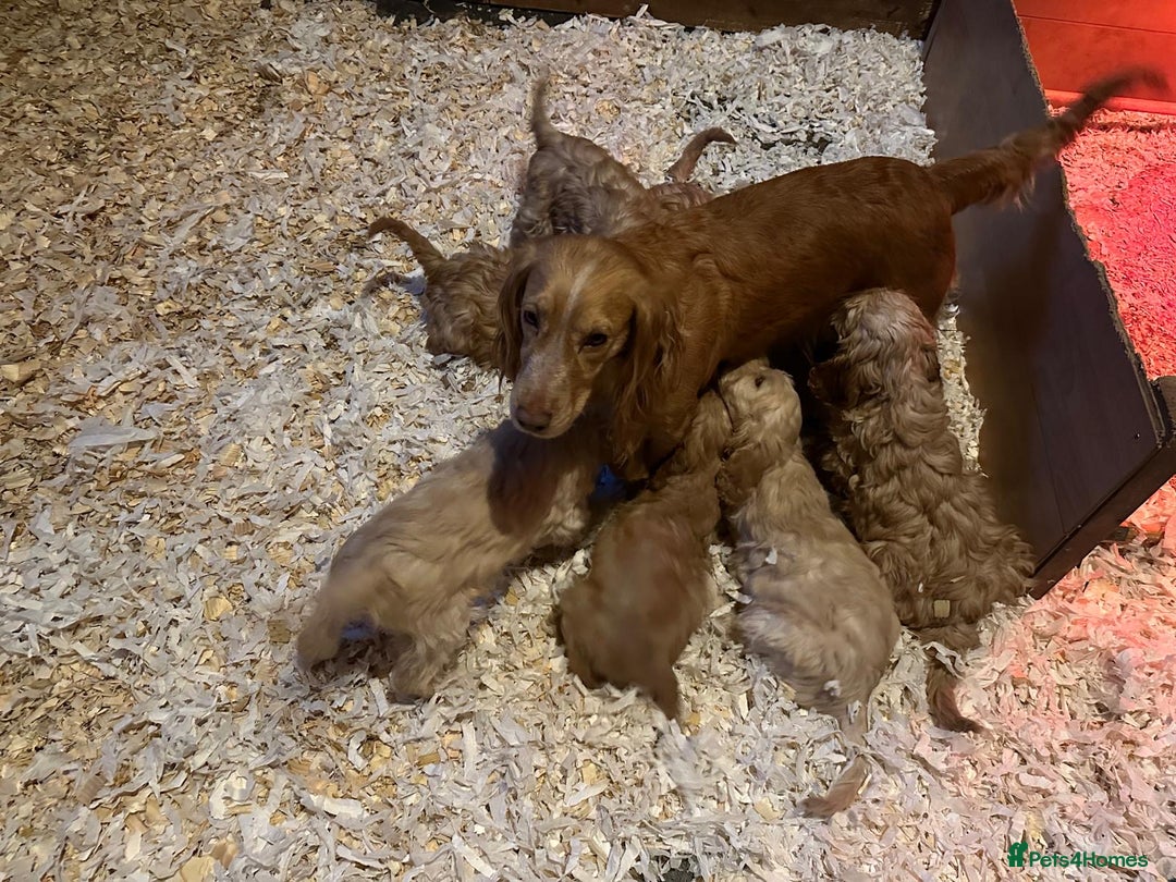 Cockapoo dogs for sale: F1 standard Cockapoo’s  - Advert 9