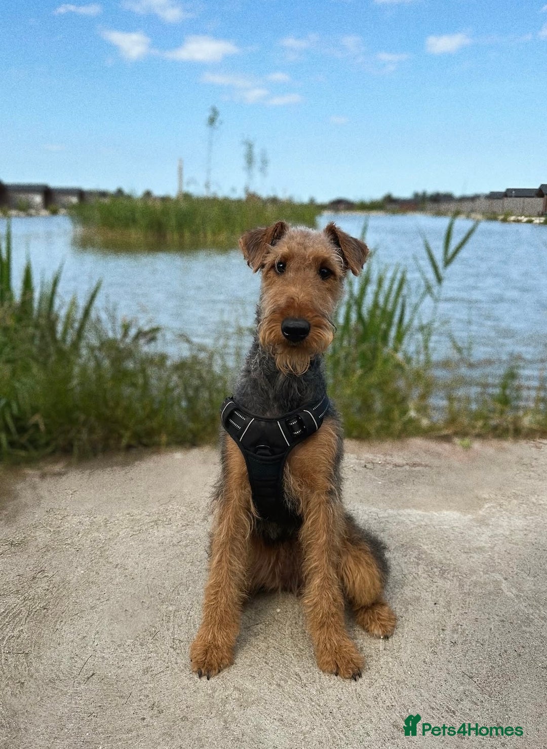 Airedale Terrier dogs for sale: KC Airedale Waitlist🌟🐾 - Image 7