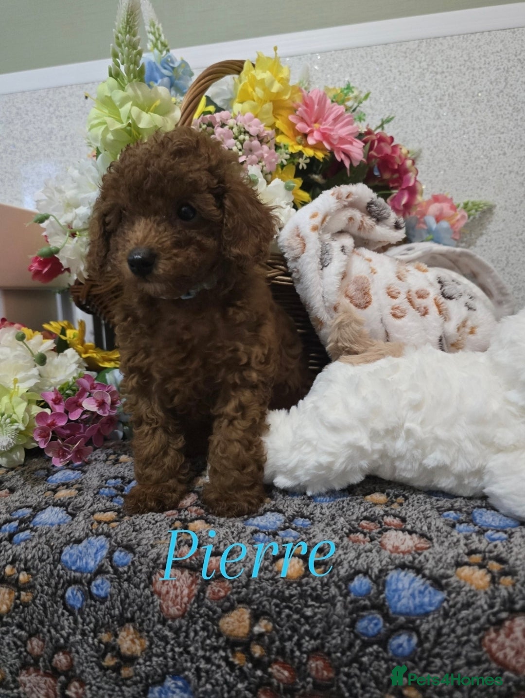 Toy Poodle dogs for sale: Kc reg deep red toy poodle council licensed  - Image 18
