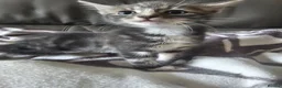Mixed Breed cats for sale: 2 stunning male kitten (grey & pale ginger) - Advert 7