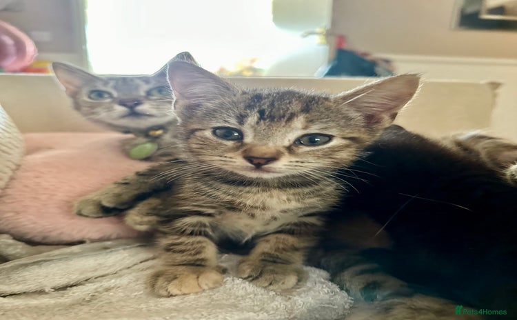 Mixed Breed cats - Advert 10