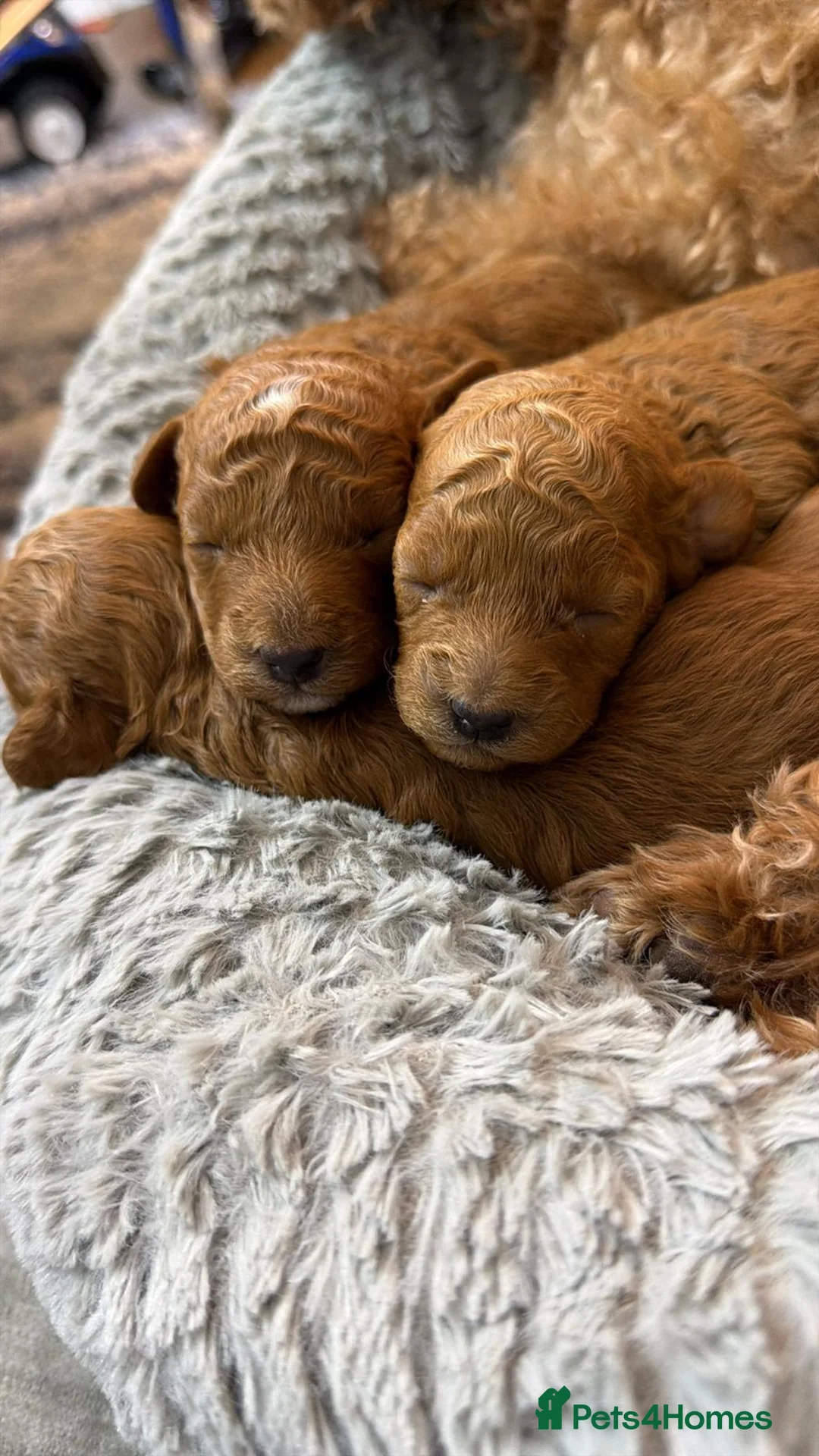 Toy Poodle dogs for sale: Toy poodles  in Dungannon - Advert 8