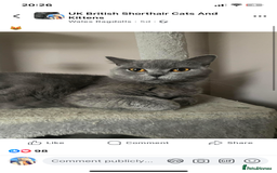 Ragdoll cats for sale: BSH x Ragdoll  - Image 3