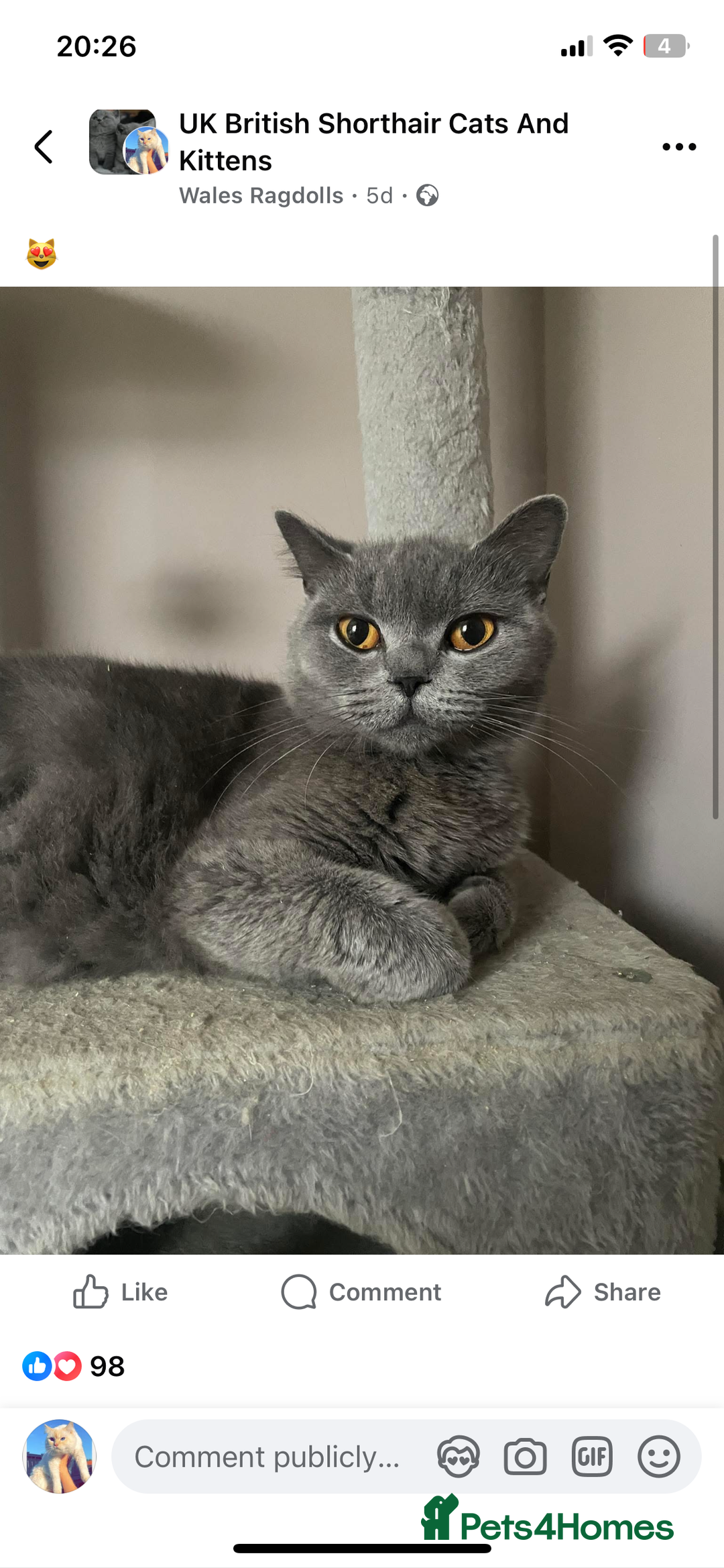 Ragdoll cats for sale: BSH x Ragdoll  - Image 3