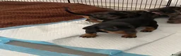 Dachshund dogs for sale: Tri silver dapple dachshunds ❤️ - Advert 9