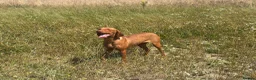 Hungarian Vizsla dogs for sale: 10month old girls for pet homes - Advert 5