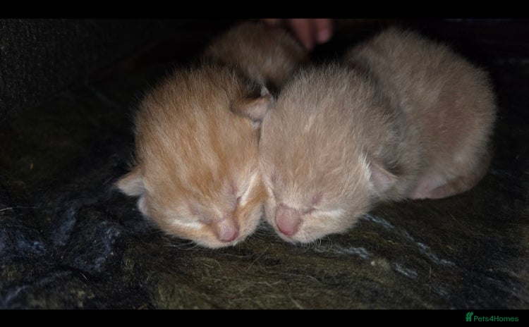 Mixed Breed cats - Advert 9