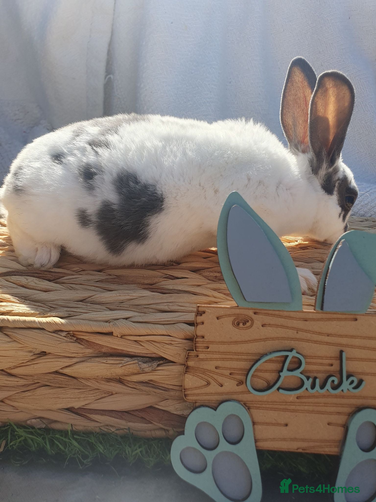 Rex rabbits Mini rex babies - Advert 2