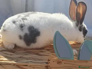 Rex rabbits Mini rex babies - Advert 2