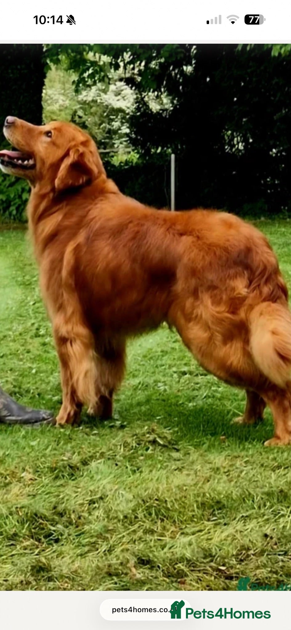 Golden Retriever dogs Health tested working golden retriever stud - Advert 7