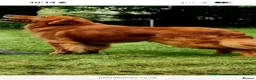 Golden Retriever dogs for stud: Health tested working golden retriever stud in Retford - Advert 1