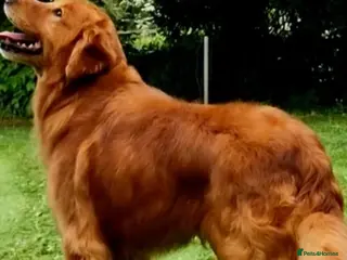 Golden Retriever dogs Health tested working golden retriever stud - Advert 7