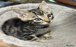 Bengal cats for sale: Stunning Bengal Kittens - Image 5