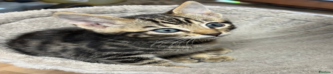 Bengal Kitten 4