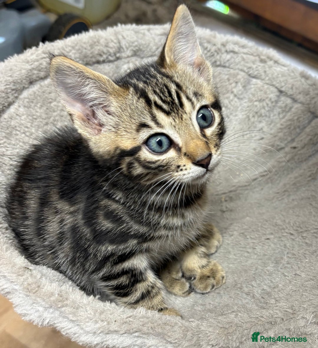 Bengal cats for sale: Stunning Bengal Kittens - Image 5