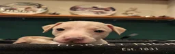 Italian Greyhound dogs for sale: Beautiful IGGY Puppies  - Advert 21