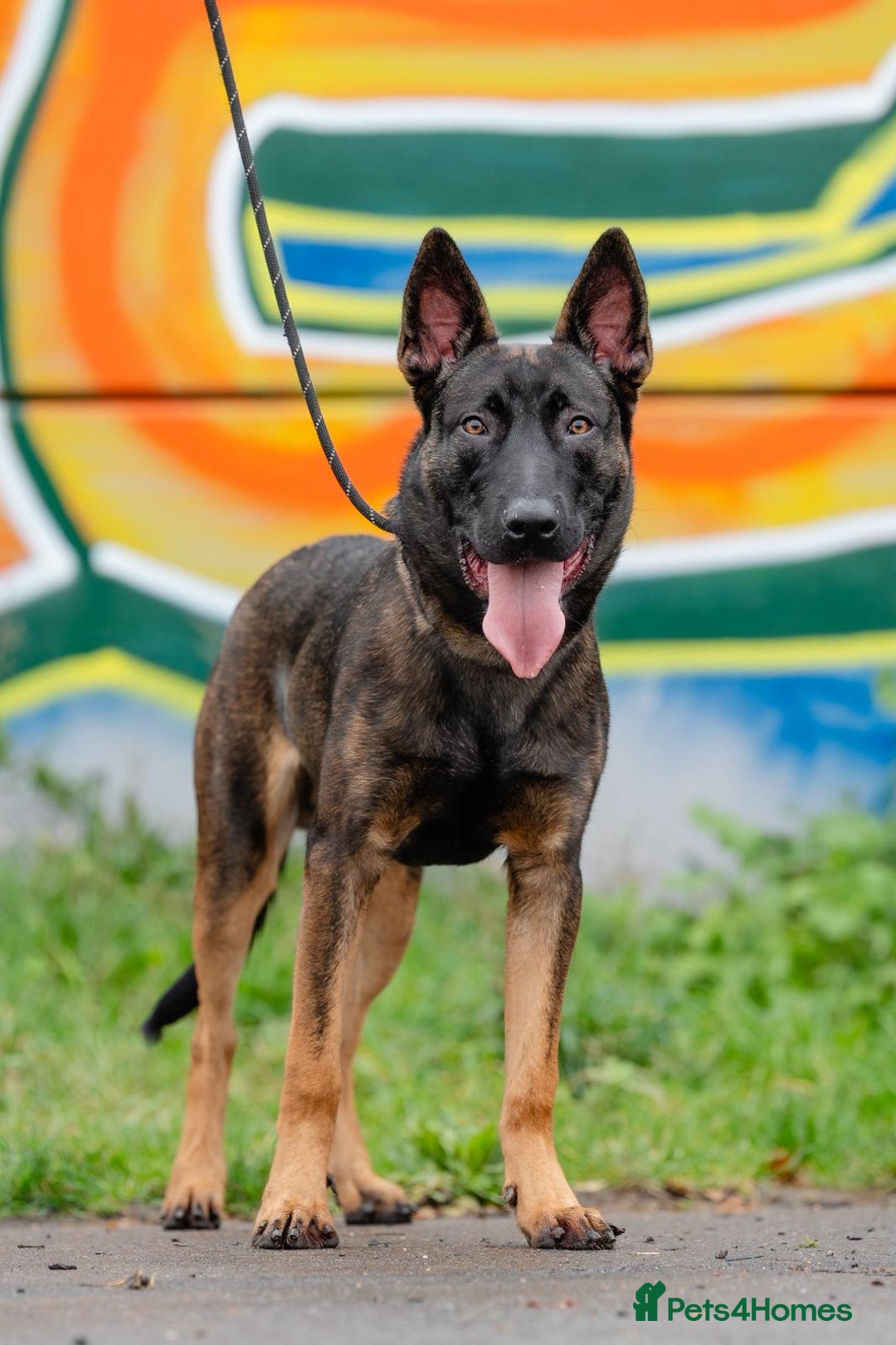 Belgian Shepherd Dog dogs for sale: Herder Bones 🦴 - Advert 16