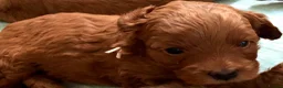 Labradoodle dogs for sale: keiras red fox miniature labradoodles  - Advert 7