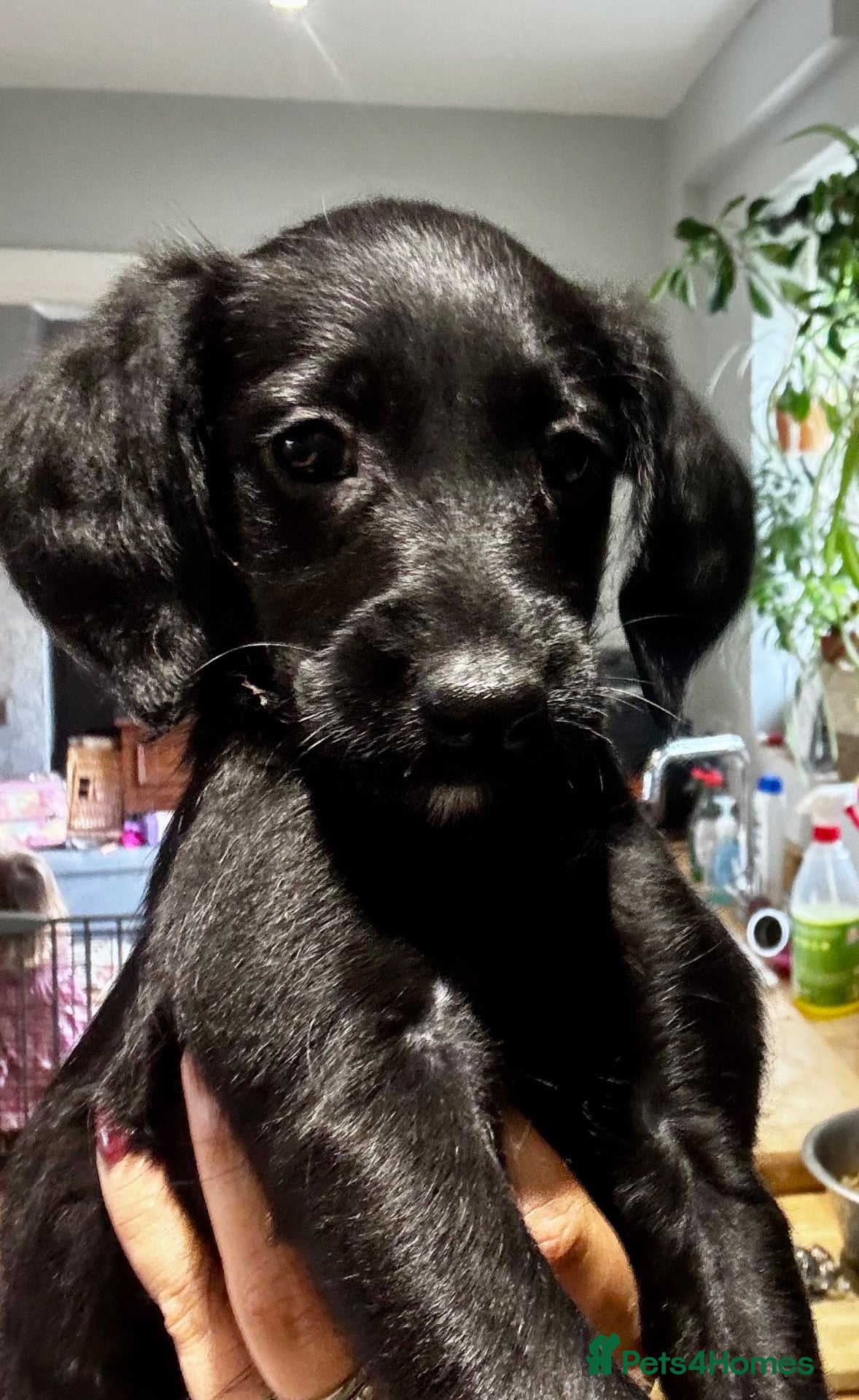 Mixed Breed dogs  Whippet x Poodle puppies READY NOW - Advert 1