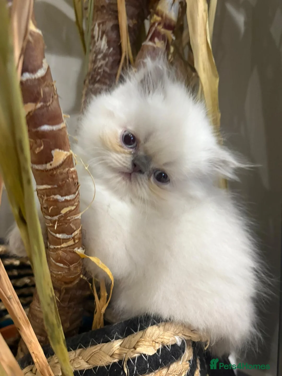 Persian cats for sale: Beautiful pure breed Persian kittens  - Advert 1