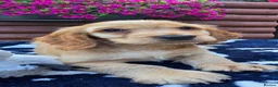 Cocker Spaniel dogs for sale: Show type Cocker spaniels  - Advert 6