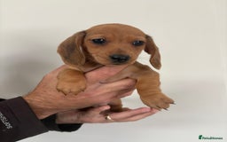 Miniature Dachshund dogs for sale: Gorgeous Long &short haired mini dachshund puppies - Image 22
