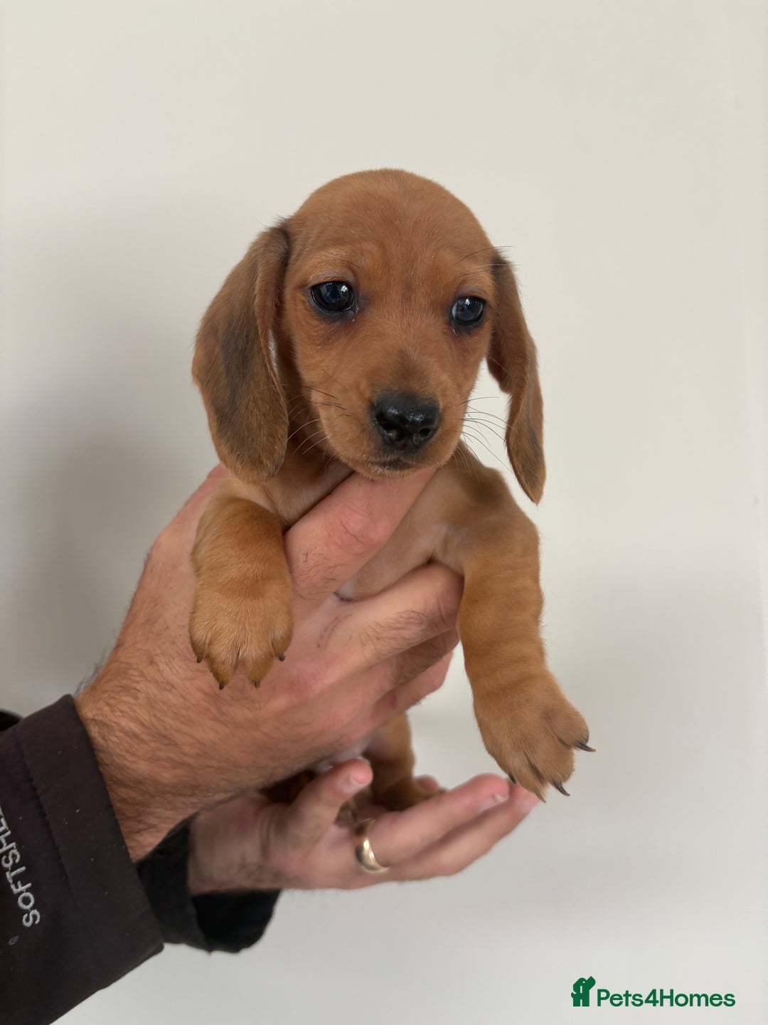 Miniature Dachshund dogs for sale: Gorgeous Long &short haired mini dachshund puppies - Image 22
