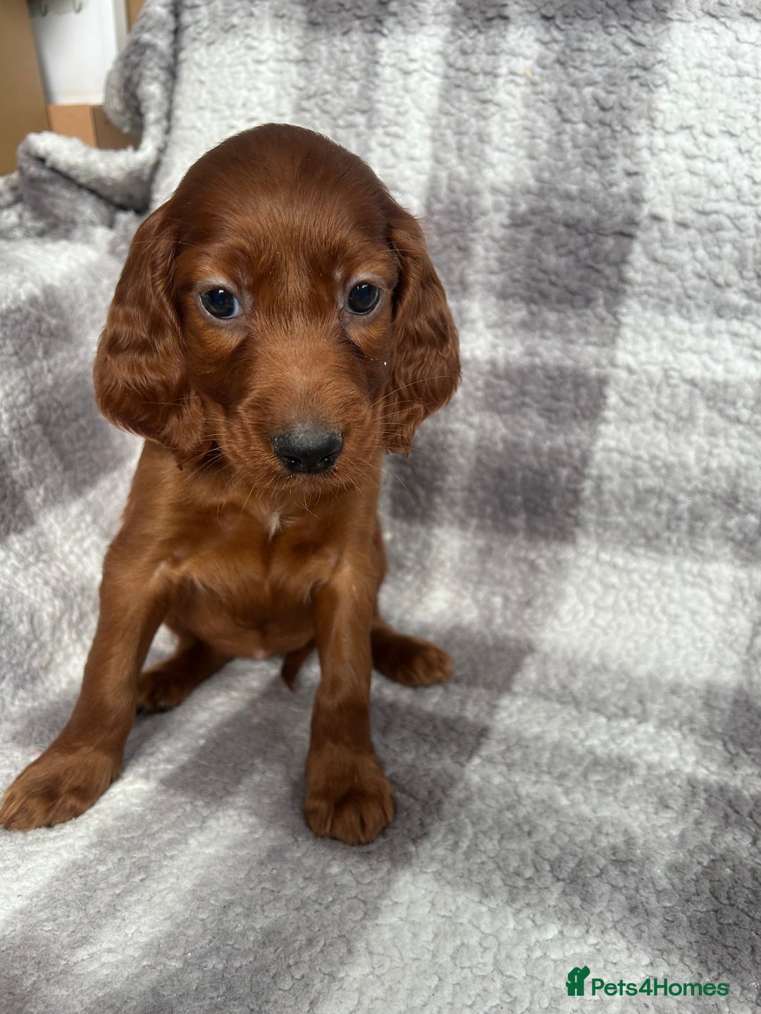 Irish Setter dogs for sale: Out standing litter of kc reg Irish setters - Image 6