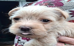 Cairn Terrier dogs for sale: Cracking litter of Cairn terriers - Image 5