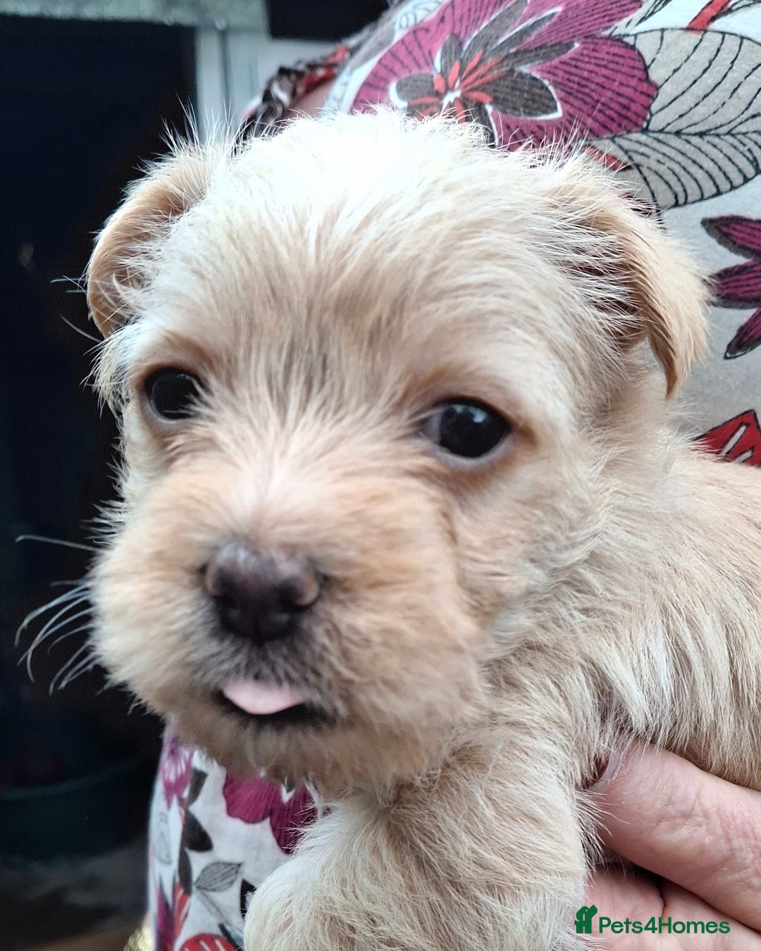Cairn Terrier dogs for sale: Cracking litter of Cairn terriers - Image 5