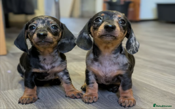 Miniature Dachshund dogs for sale: STUNNING MINIATURE DACHSHUND PUPPIES - Image 1