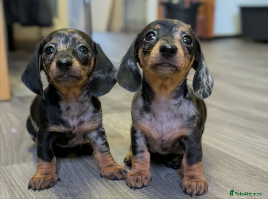 Miniature Dachshund dogs for sale: STUNNING MINIATURE DACHSHUND PUPPIES - Image 1