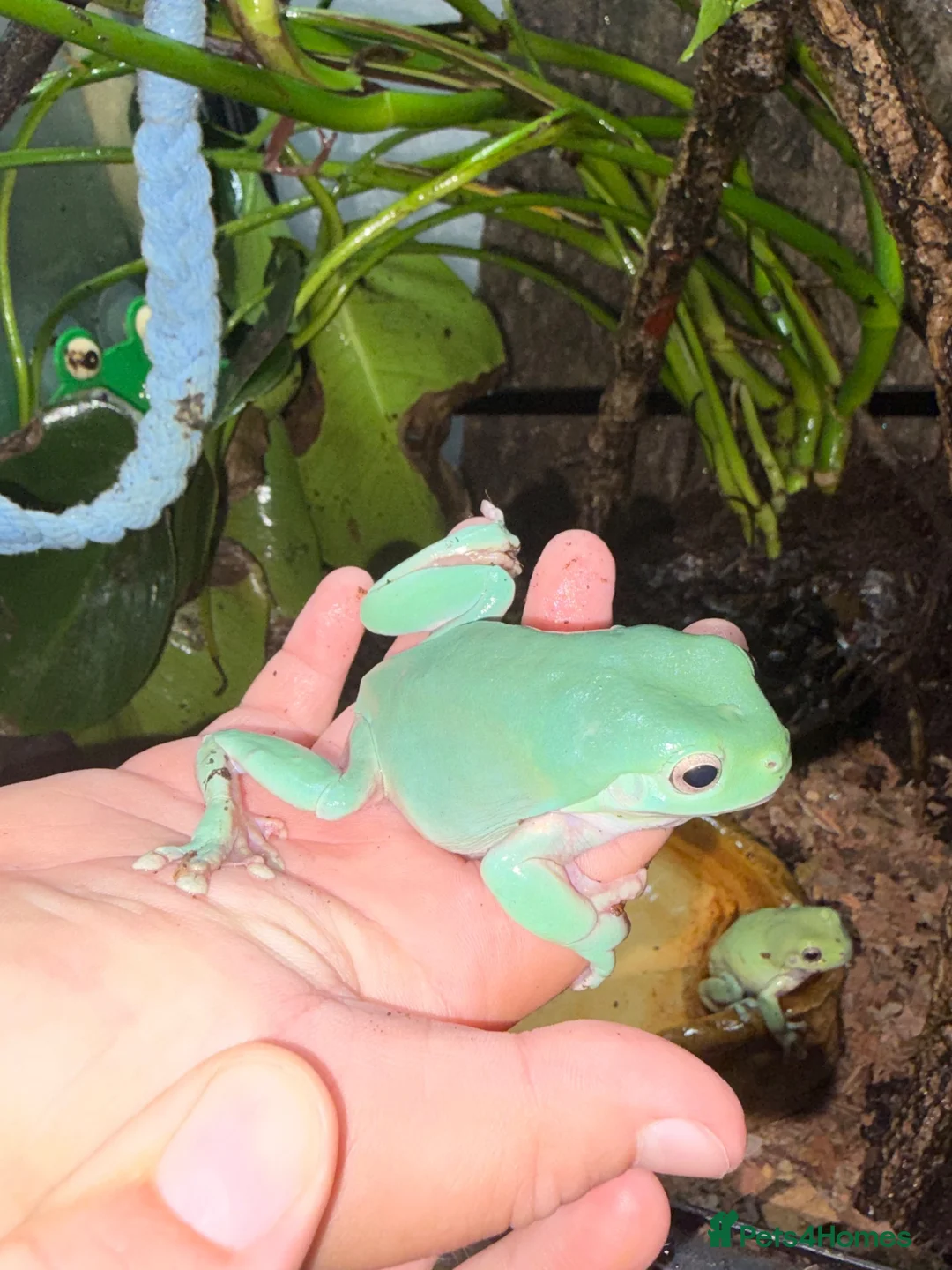Frog reptiles for sale: 11 Whites Tree Frogs and full enclosure for sale - Advert 2