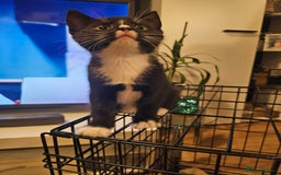 Mixed Breed cats for sale: 4 Cats ready for a new home  - Image 13