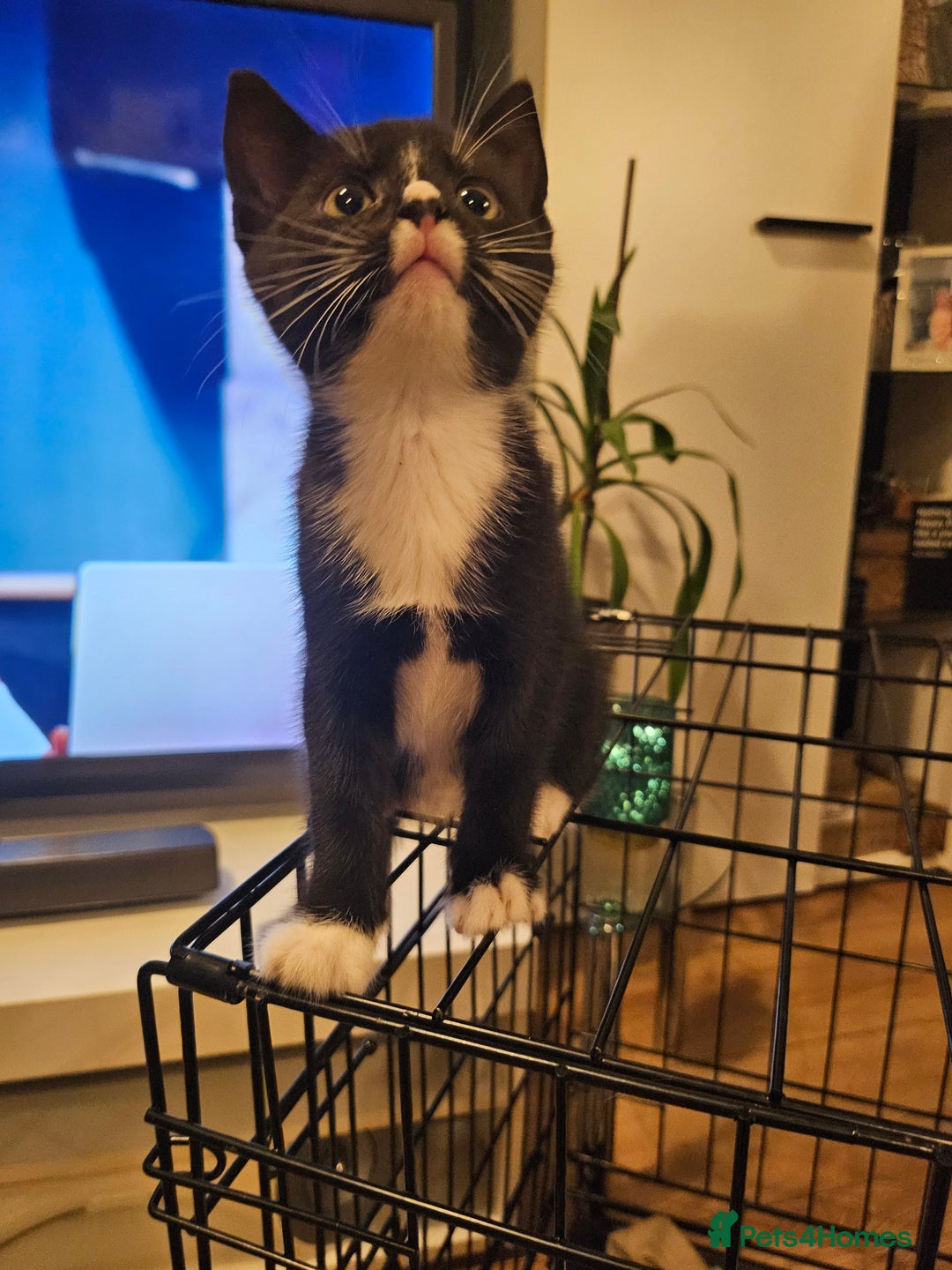 Mixed Breed cats for sale: 4 Cats ready for a new home  - Image 13