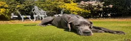Great Dane dogs for sale: Stunning KC Registered champion bloodline Puppies - Advert 6